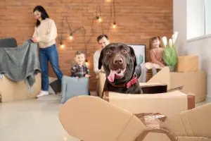 Trasloco con bambini e animali domestici